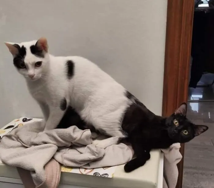 Вдвое больше веселья и никакого беспорядка.