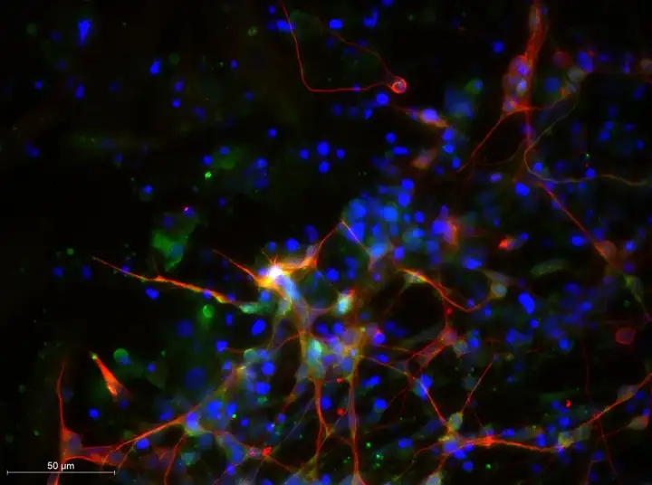 Плюрипотентные стволовые клетки.