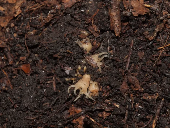 Растения так хорошо прячутся, что до сих пор не были обнаружены.