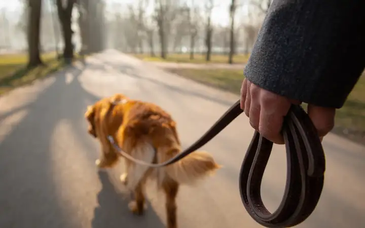Прогулка с собакой.
