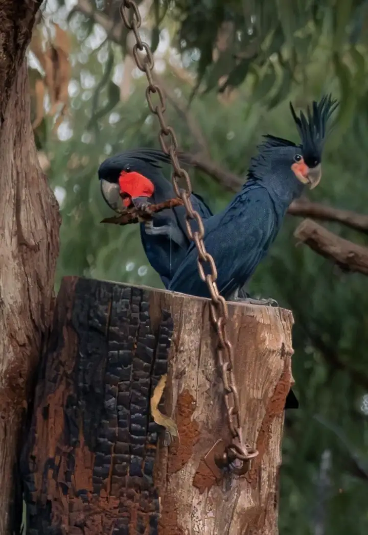 Чёрные какаду.