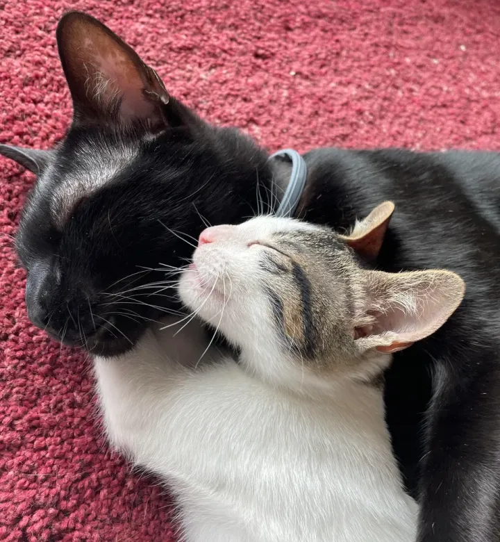 «Подруга уехала в путешествие и попросила меня присмотреть за ее котенком, теперь я не хочу его отдавать…»