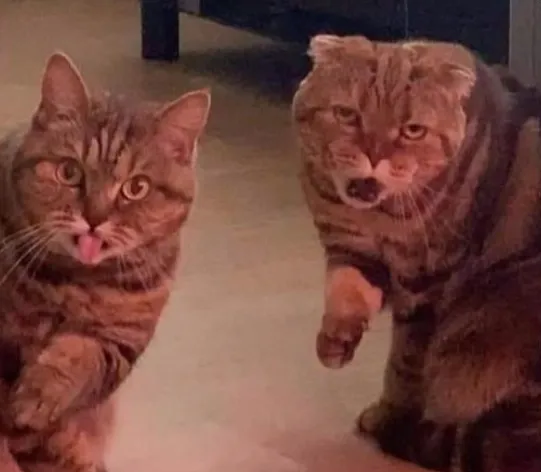 «Две клетки моего мозга готовятся принять решение».