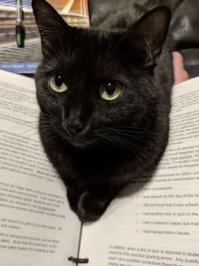 «Ты хочешь сказать, что книга интереснее, чем игра со мной?»