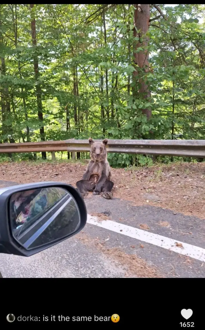 Тот самый мишка.
