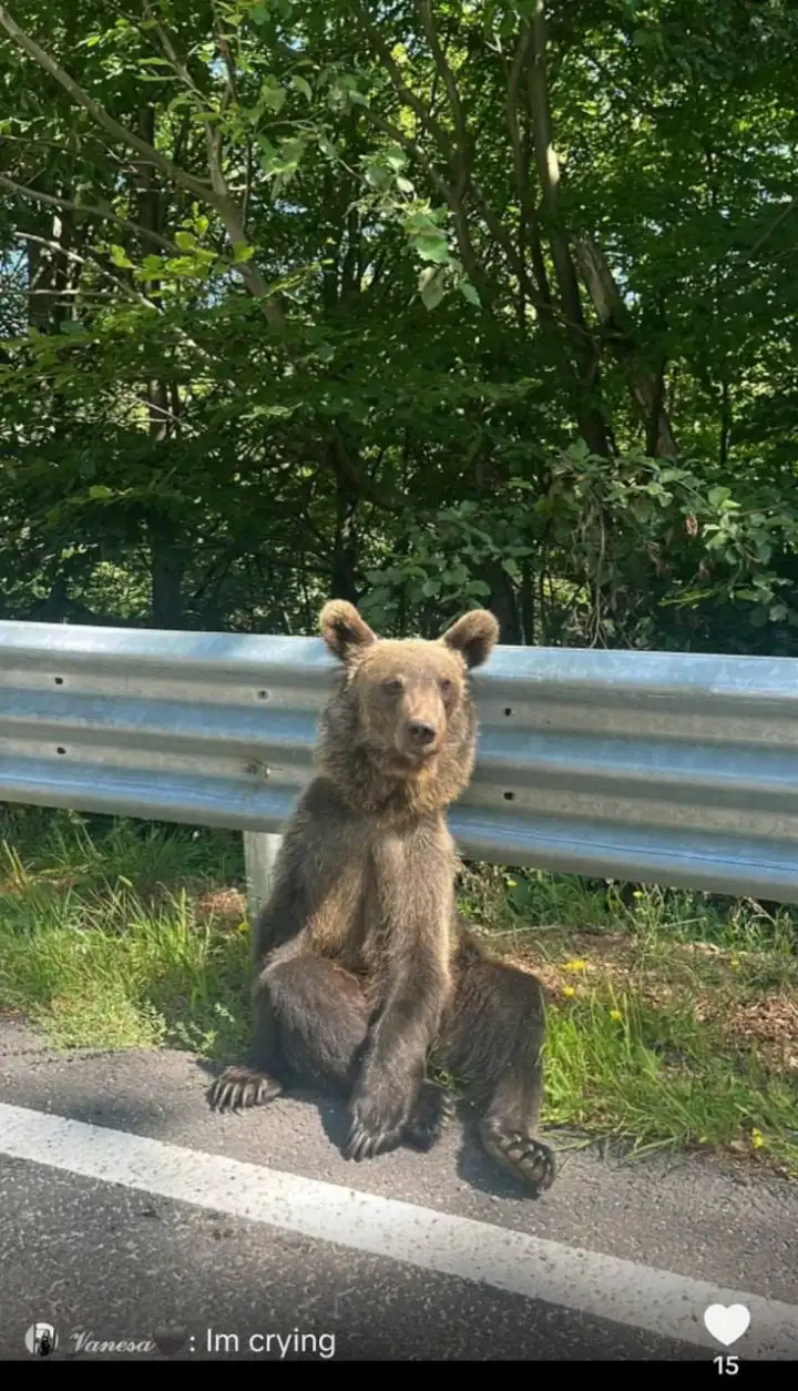 Медведь из Румынии в социальных сетях.