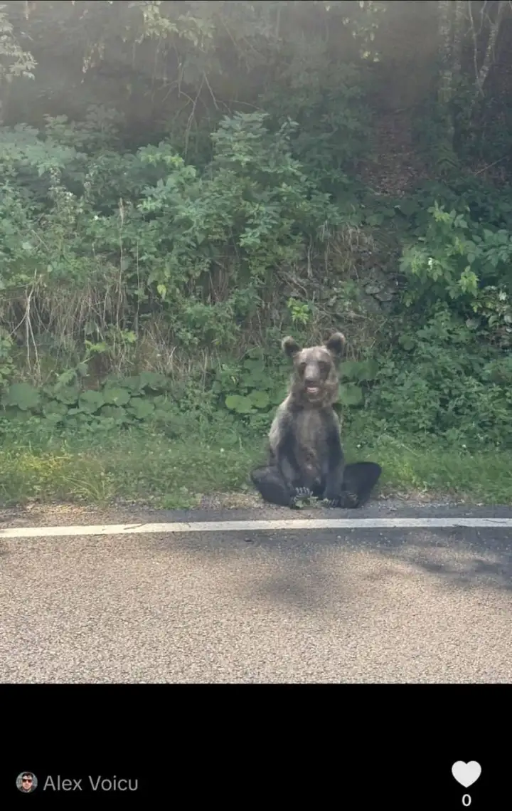 Мишка, отдыхающий на обочине, стал звездой интернета.