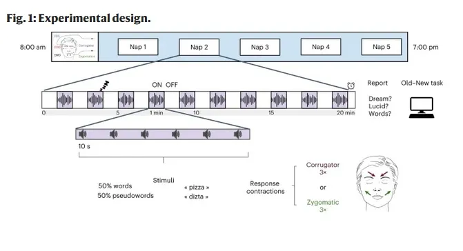 Участников попросили нахмуриться или улыбнуться во сне при прослушивании разных слов. При этом были использованы как настоящие слова, например 