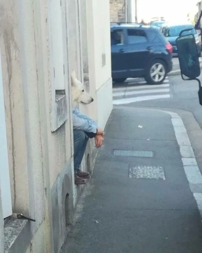 Задумчивый собакочеловек.