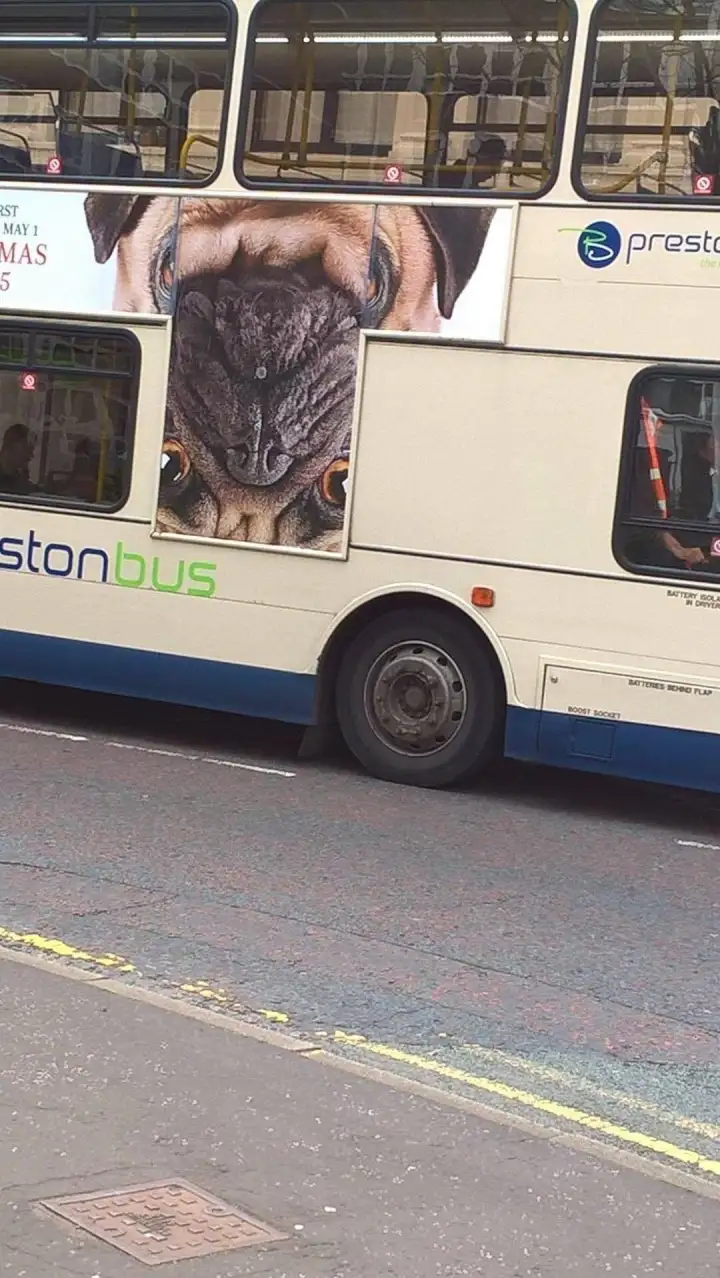 Неведома зверушка.