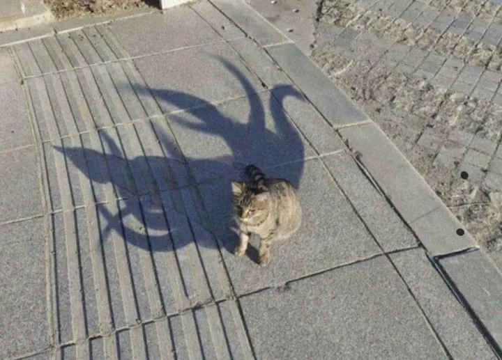 Этот кот явно что-то скрывает.