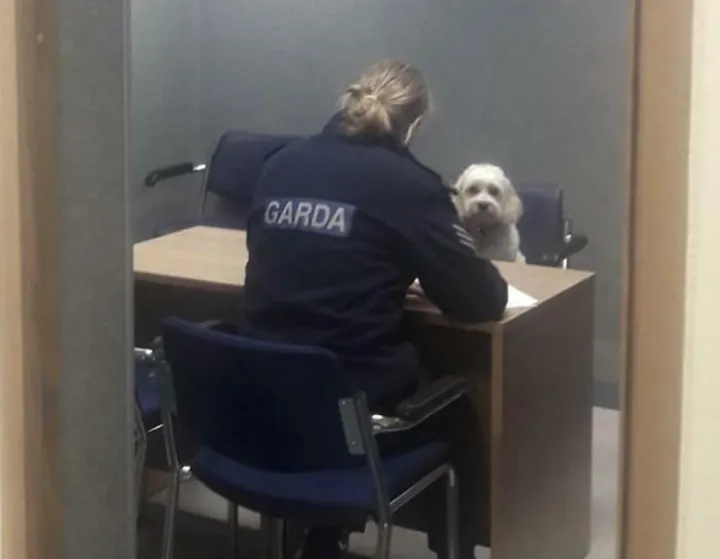 В последний раз спрашиваю: «Кто стащил котлету со стола?»