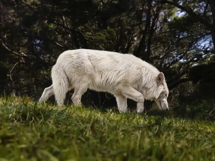 Пятимесячный Рем.