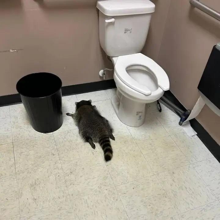 Пьяный полосатый виновник, уснувший в туалете.