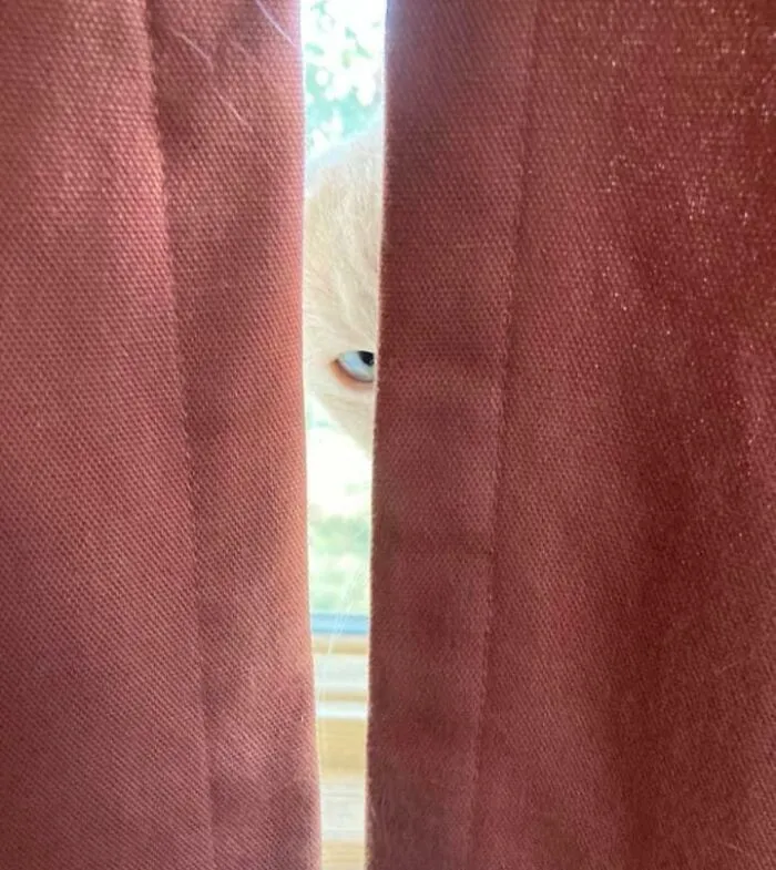 «Кот пытался вызвать у меня сердечный приступ».