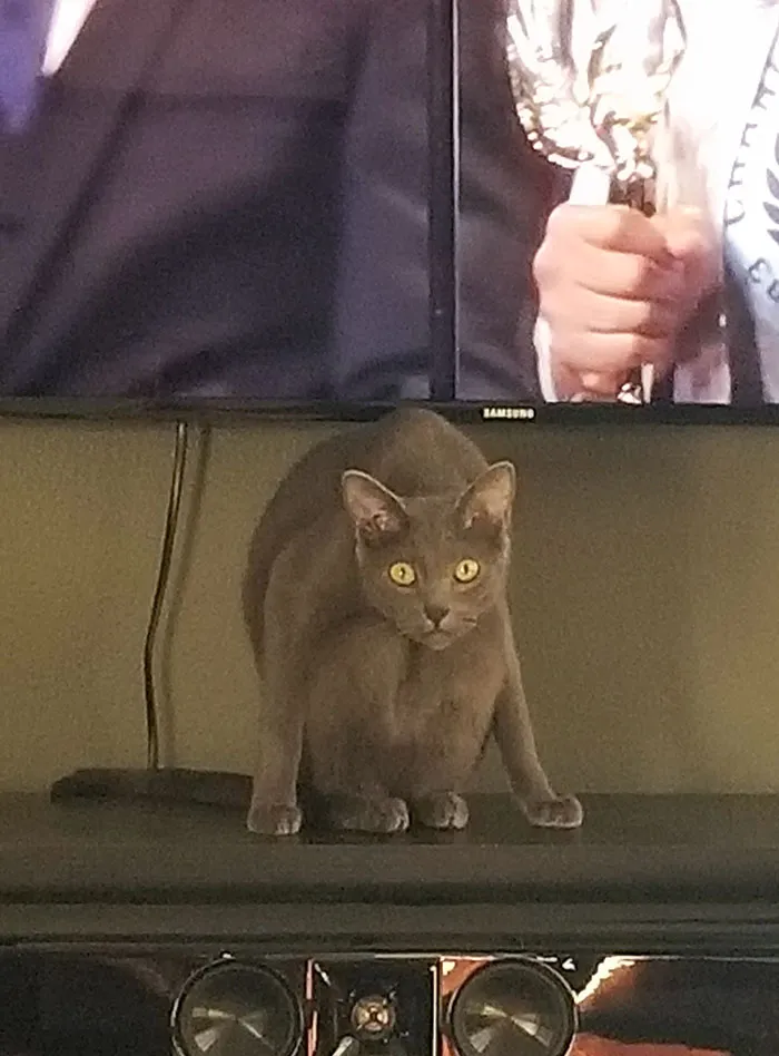 «Именно тогда я понял, что мой кот... другой».