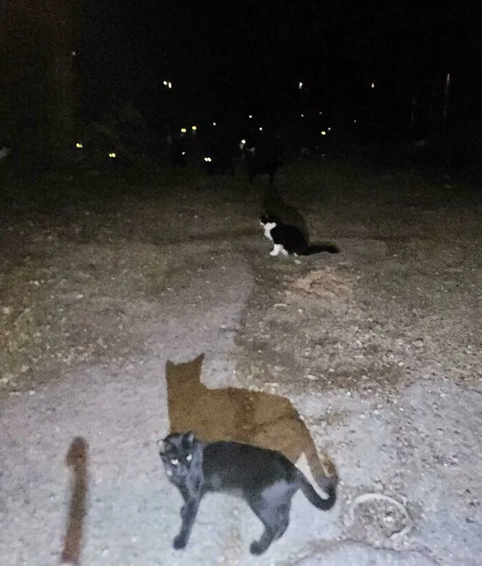 Это все кошачьи глаза.