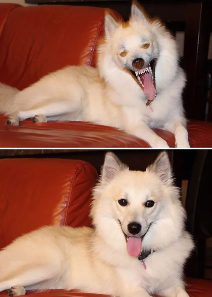 «Сфотографировал зевающую собаку со вспышкой».