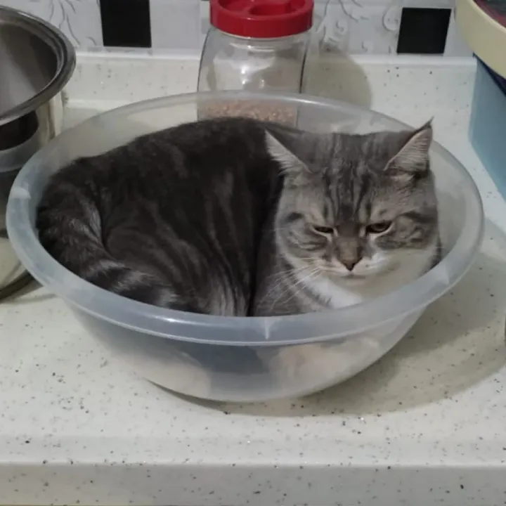 Миска удобнее, чем лежанка.