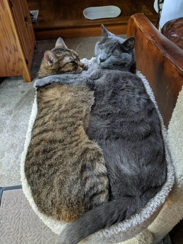 «Им очень удобно».