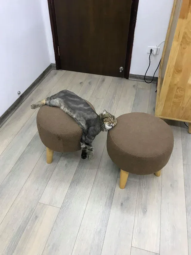 «Жидкий кот комфортно расположился на диване».