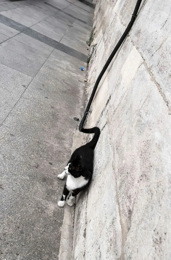 Отличный хвостик.