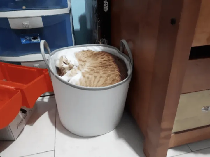 Уснул в корзинке для белья.