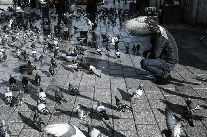 Найден гибрид человека и голубя.