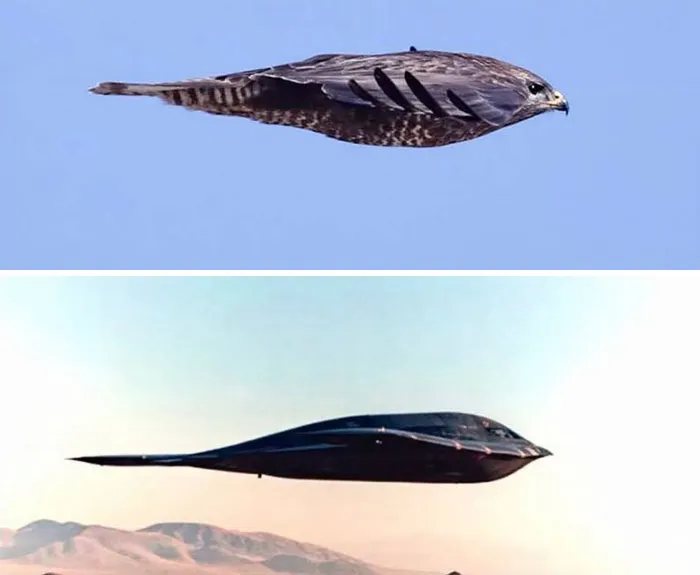 «B-2 Spirit  по сравнению с соколом». 
