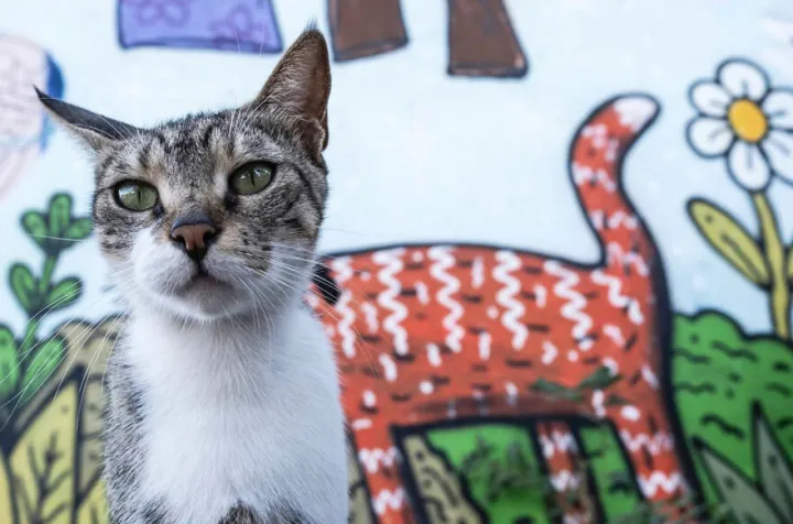 Коты прекрасны в любом виде.