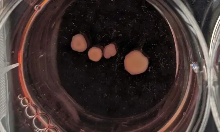 Органоиды Элвина Люсье.