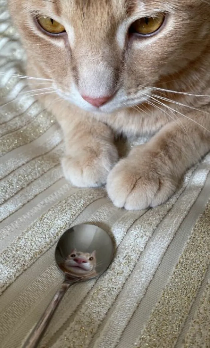 Котик и его прекрасное отражение. 