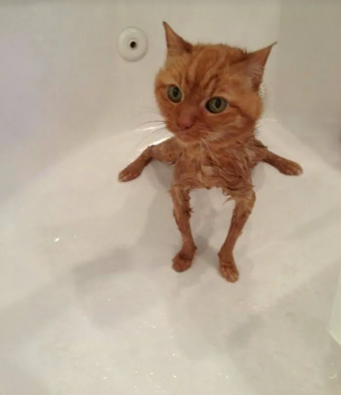 Котик-гриль.