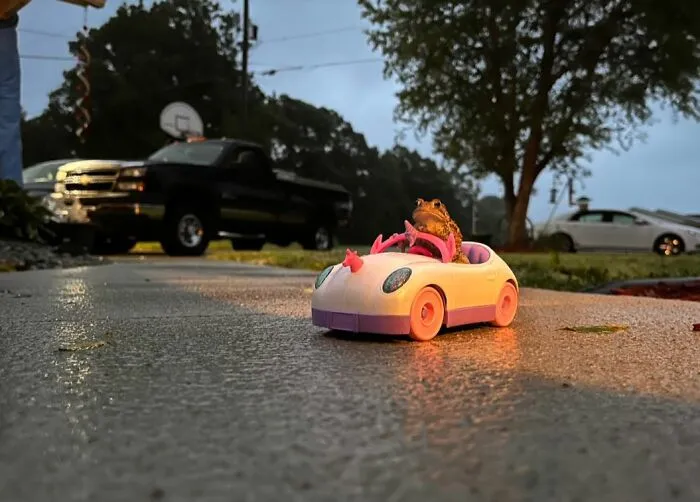 «Здесь нечего смотреть. Это обычная Барби-жаба».