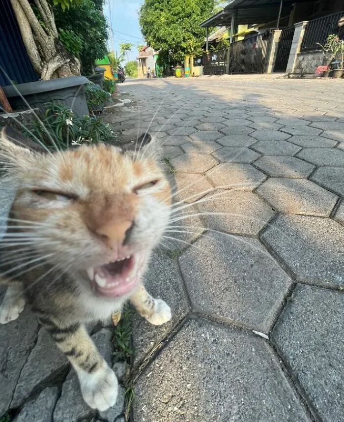 «Я только что видел своего человека в душе, он такой странный и у него нет шерсти».