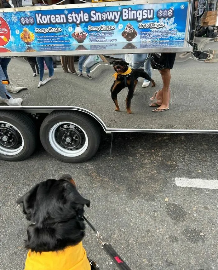 Двуногий хороший мальчик.