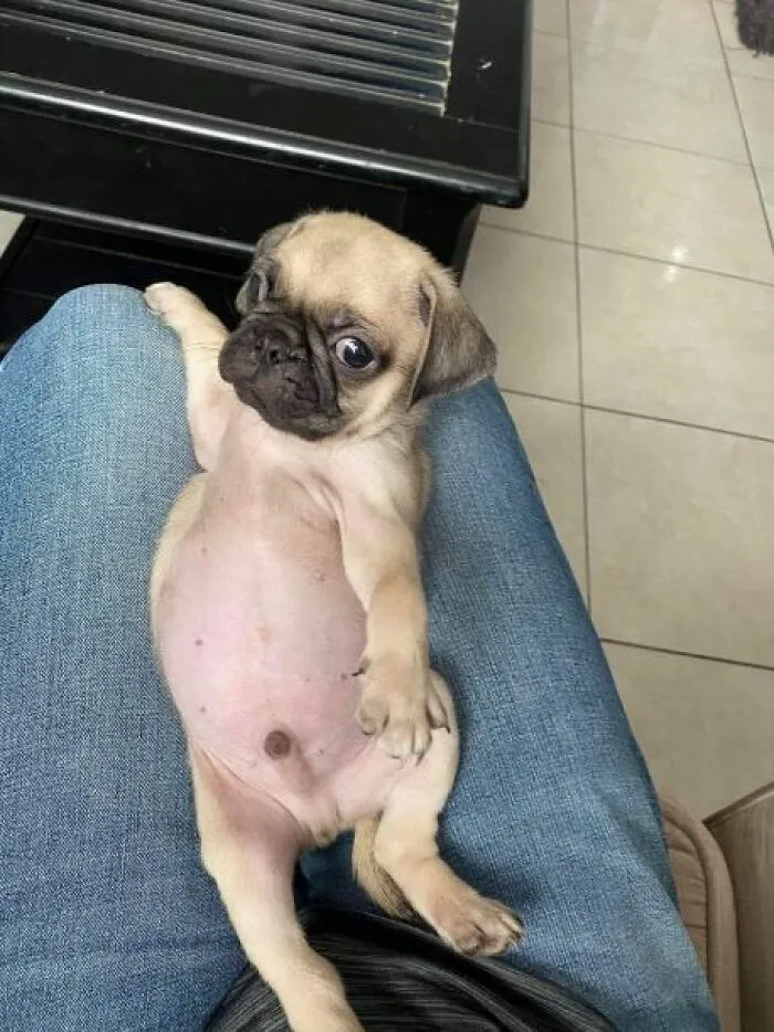 «Ну, ты собираешься чесать моё пузико, или я зря трачу время?»