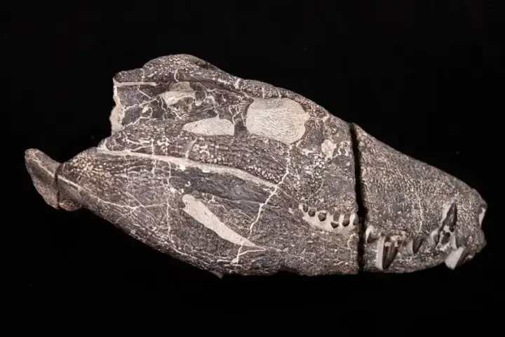 Череп Kostensuchus atrox.