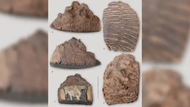 Образец мамонта, обнаруженный у реки Олд-Кроу.