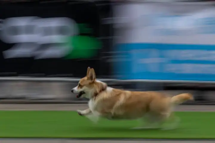 Отдельным испытанием стало соревнование на самое частое гавканье в течение десяти секунд.