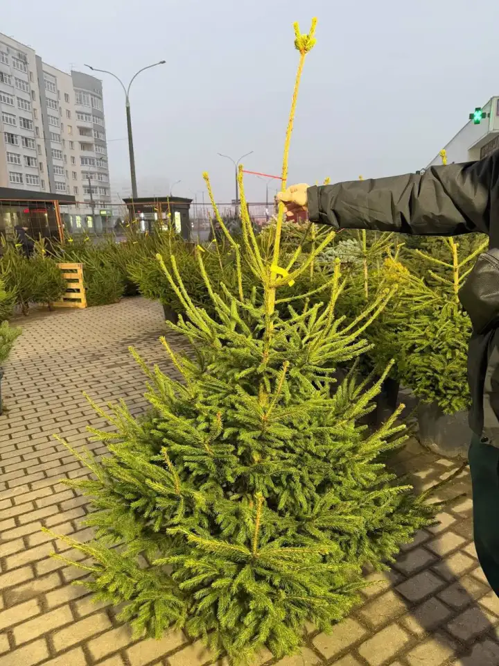 Крутая ёлка в Минске.