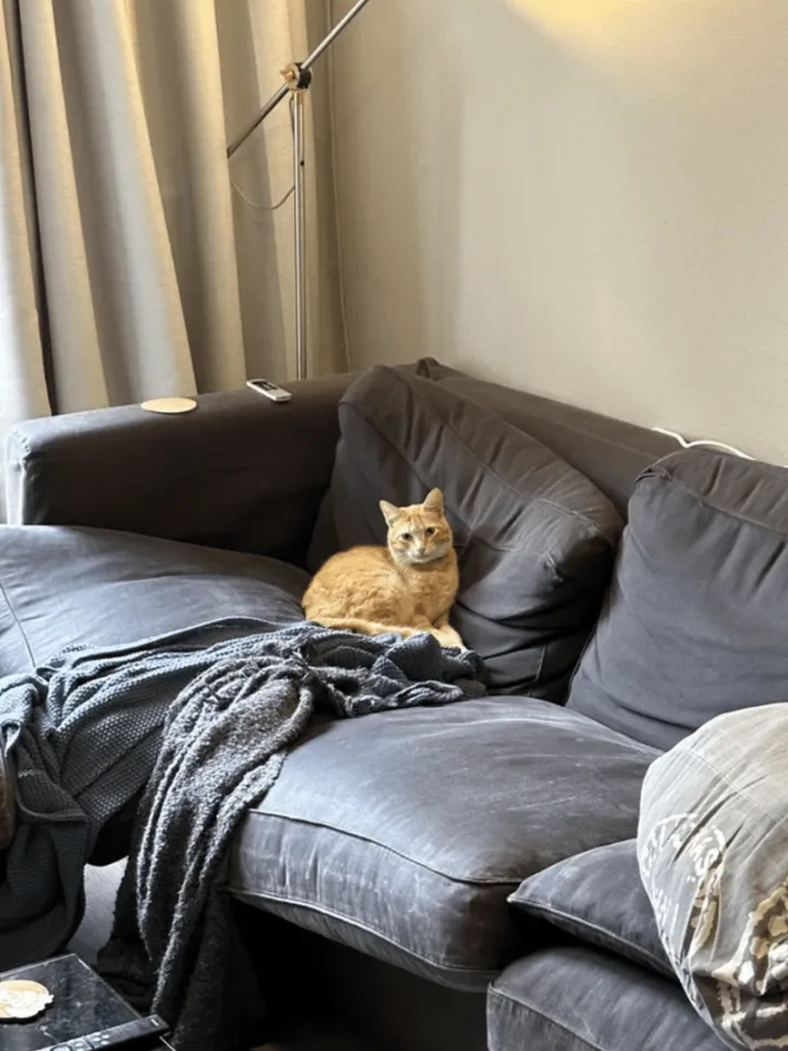 «Работая дома, вышел с встречи, чтобы выпить кофе, а затем обнаружил кота, сидящего на диване».