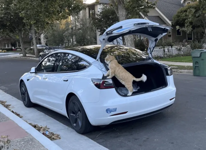 «Я собирал вещи и оставил багажник открытым на 30 секунд. Теперь у меня есть оранжевый кот».