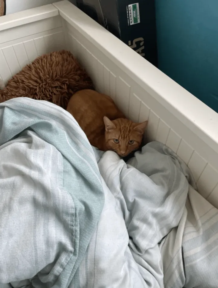 «Моя кровать. Не мой кот».