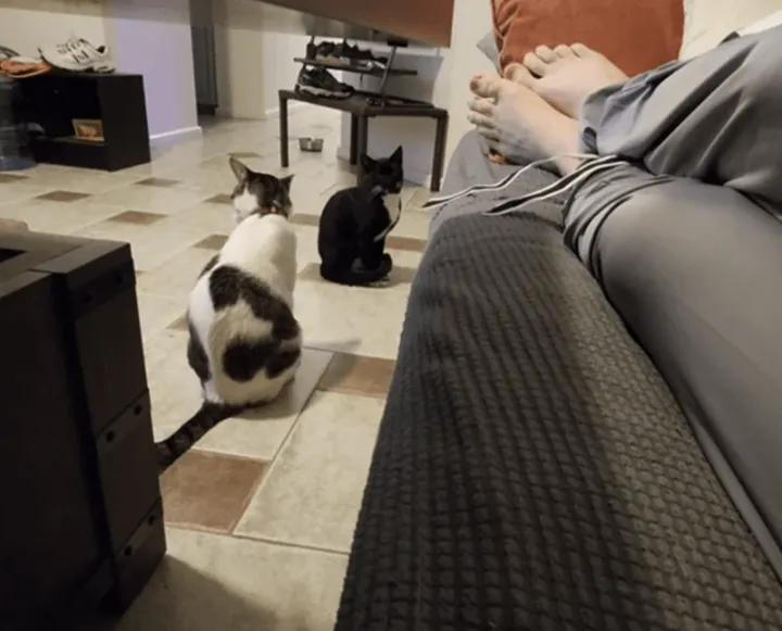 «Мой кот привел не моего кота»