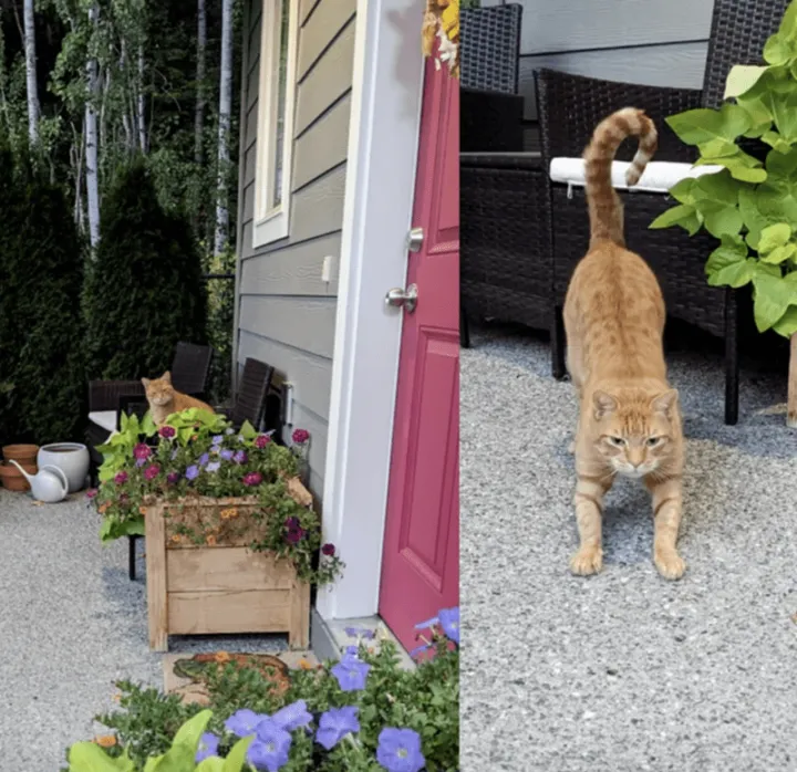 «Не мой кот доровается со мной, когда я прихожу с работы».