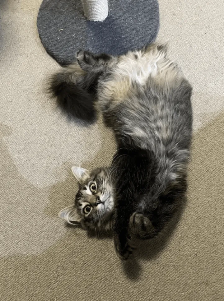 «Складской котенок теперь мой кот».