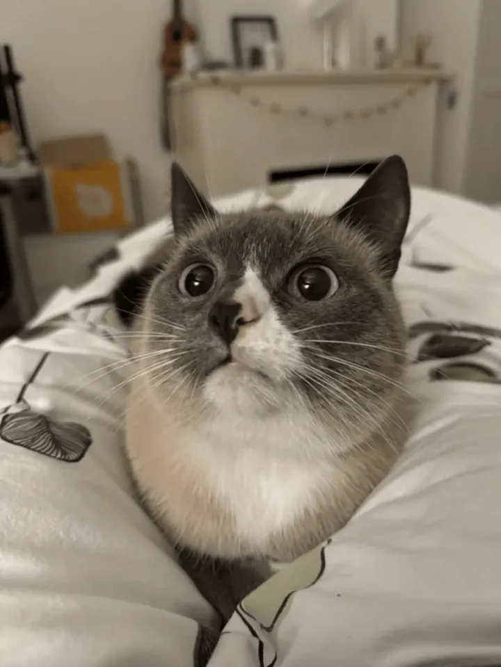 «Не мой кот удивляется, что я в своей постели после того, как он заползл туда неизвестно откуда».