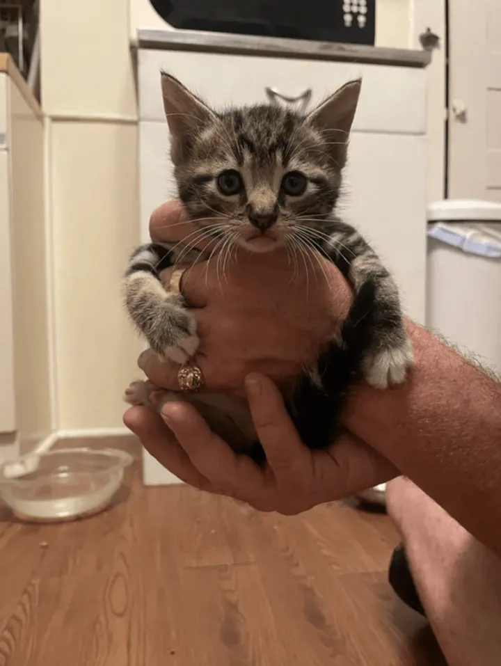 «Нашел этотого котенка в своем сарае для инструментов. Теперь он мой».