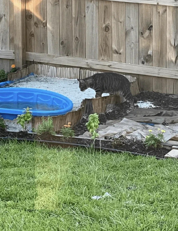 «Узнал, кто оставил отпечатки лап в песочнице моего ребенка».